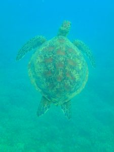 La Grande Barrière de Corail